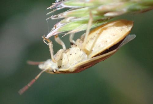 Aelia acuminata